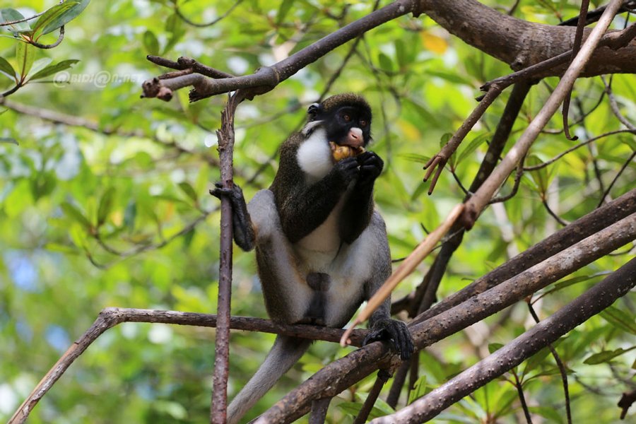 San-pedro(les singes au nez blanc)