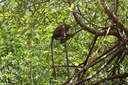 San-pedro(les singes au nez blanc)