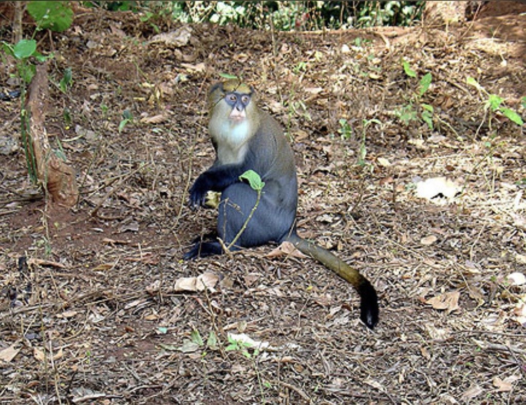 Man(Forêt sacré des singes)