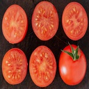 Tomate1