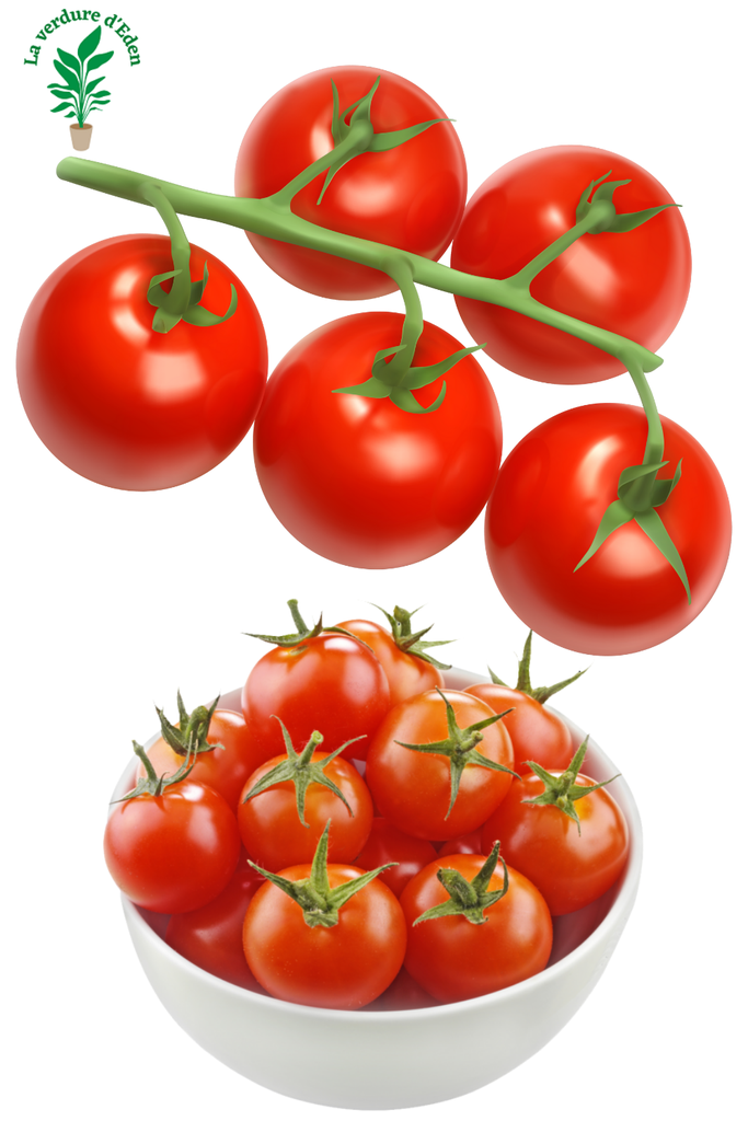 Tomate Cerise HARZGLUT