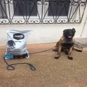 aliment pour chien