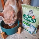 aliment de chats