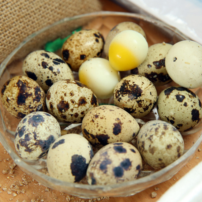 Oeuf de caille