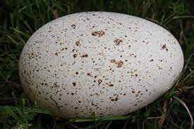 Oeuf de dinde