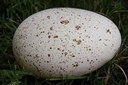 Oeuf de dinde