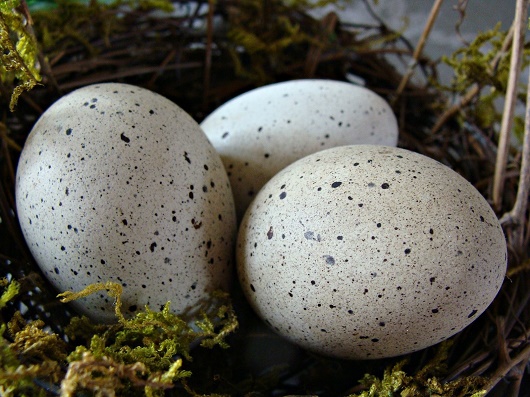 Oeuf de pintade