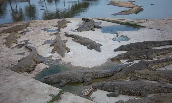 Yamoussokro (Lacs aux crocodiles)