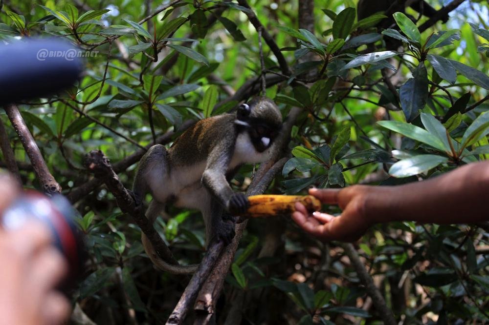 San-pedro(les singes au nez blanc)