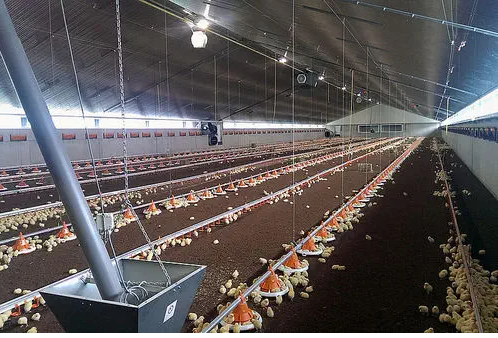 Assiette pour volaille