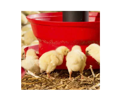 Mangeoire pour poulet