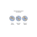 Gobelet Prédosé Thé Saveur Menthe - Blanc