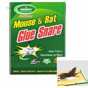 Marker Permanent Paque 10 Pcs Noir