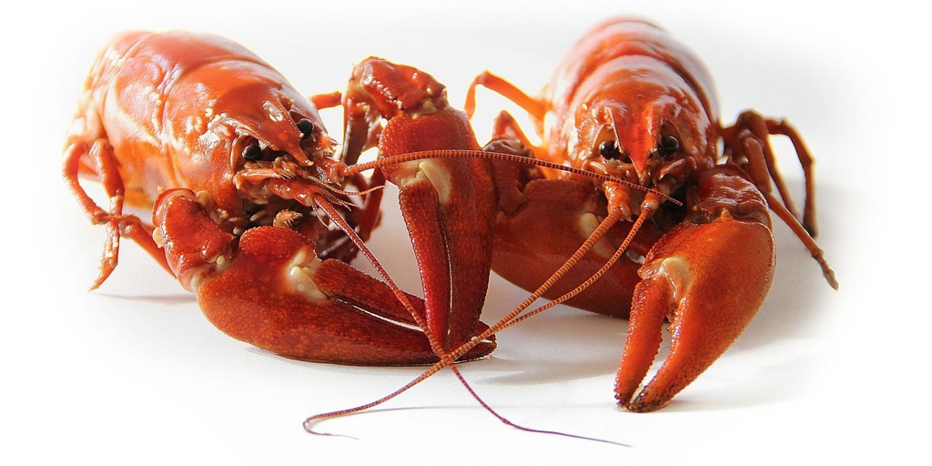 Gratin d'écrevisses à la patate douce