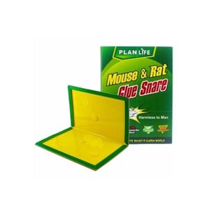 Piège à Souris Colle