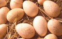 Oeuf de dinde