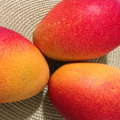 Mangue