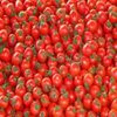 Tomate