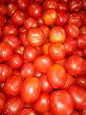 TOMATE FRAICHE