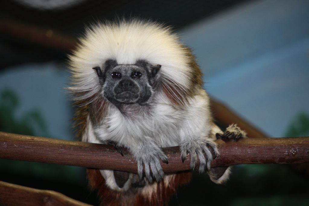 TAMARIN