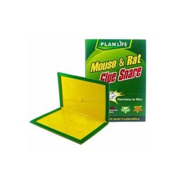 Piège à Souris Colle