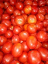 TOMATE FRAICHE